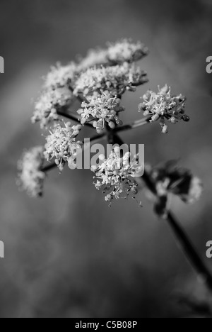 Black And White Nahaufnahme von Smyrnium Olusatrum Blume. Auch bekannt als Alexanders, Alisanders, Pferd Petersilie und Smyrnium. Stockfoto