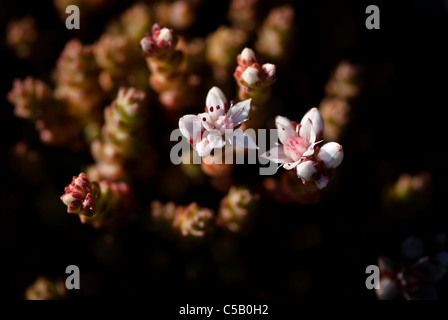 Nahaufnahme von Sedum Anglicum Blumen. Auch bekannt als englische Fetthenne. Stockfoto