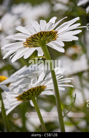 Nahaufnahme von Leucanthemum Vulgare Blume. Auch bekannt als Oxeye Daisy. Stockfoto