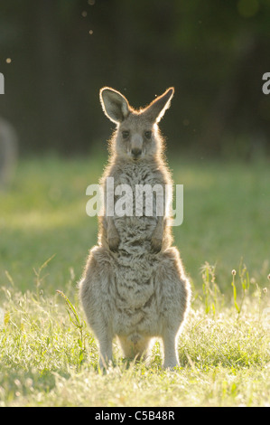 Östliche graue Känguru Macropus Giganteus Juvenile fotografiert in ACT, Australien Stockfoto