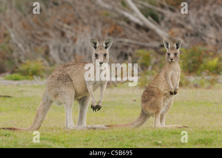 Östlichen grau (Förster) Känguru Macropus Giganteus weibliche und große Joey fotografiert in Tasmanien, Australien Stockfoto