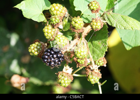 Die ersten reifen Brombeeren Stockfoto