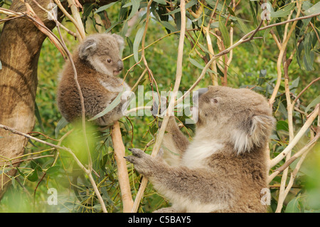 Koala Phascolarctos Cinereus Mutter und Joey fotografiert in Victoria, Australien Stockfoto