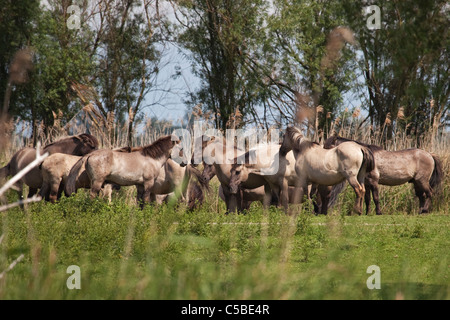 Konik Ponys Weiden auf den Oostvardersplassen Nature Reserve in den Niederlanden Stockfoto