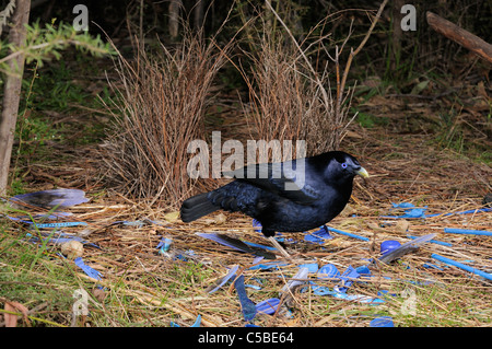 Satin Laubenvogel Ptilonorhynchus Violaceus Male auf Bower fotografiert in ACT, Australien Stockfoto