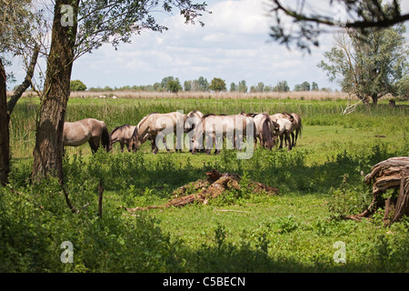 Konik Ponys Weiden auf den Oostvardersplassen Nature Reserve in den Niederlanden Stockfoto