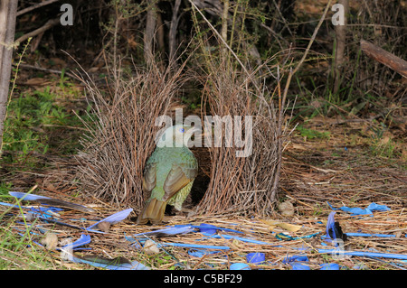 Satin Laubenvogel Ptilonorhynchus Violaceus Weibchen Bower fotografiert in ACT, Australien Stockfoto