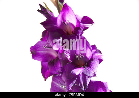Ein lila Gladiole isoliert auf weißem Hintergrund Stockfoto