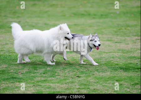 Zwei Hunde spielen zusammen in der Wiese Stockfoto