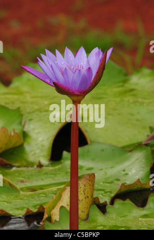 eine Lotusblüte Stockfoto