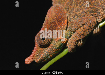 Männliche kryptische Chamäleon (Calumma Crypticum) im primären Regenwald von Ranomafana Nationalpark, östlichen Madagaskars Stockfoto