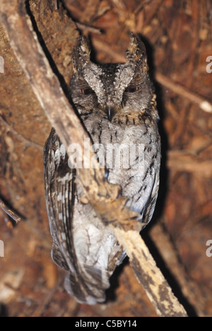 Madagaskar Zwergohreule Eule (Otus Rutilus) im Süden Madagaskars Stockfoto