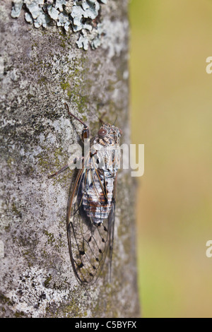 Zikade getarnt auf einem Baumstamm im Frühjahr. Stockfoto