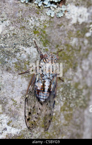 Zikade getarnt auf einem Baumstamm im Frühjahr. Stockfoto