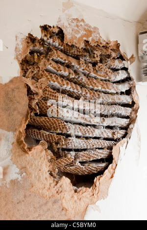 Ausgesetzt und behandelten Wespe Nest Befall in Dachfenster des Hauses. JMH5160 Stockfoto