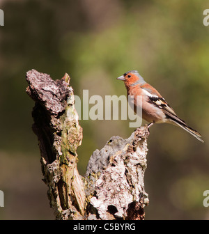 Bunte männlichen Buchfink, Fringilla Coelebs gehockt Baumstumpf Stockfoto