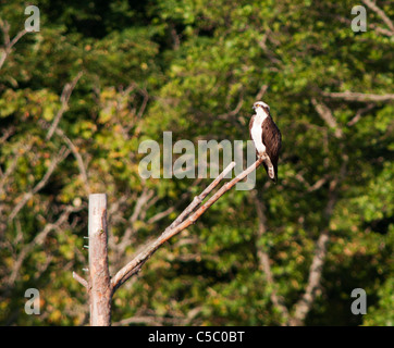 Fischadler (Pandion haliaetus) am Baum an der Seite von Loch, Strathspey, Schottland gehockt Stockfoto