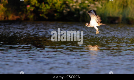 Fischadler Pandion Haliaetus im Flug in der Spey Tal, Schottland Stockfoto