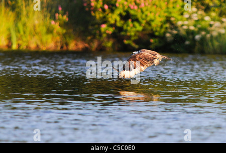 Fischadler Pandion Haliaetus während des Fluges nach einem verpassten Jagd Versuch, Spey Tal, Schottland Stockfoto