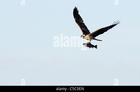 Fischadler Pandion Haliaetus im Flug mit Regenbogenforellen oberhalb der Spey Tal, Schottland Stockfoto