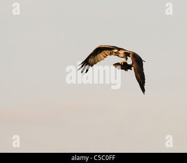 Fischadler Pandion Haliaetus im Flug mit Regenbogenforellen oberhalb der Spey Tal, Schottland Stockfoto