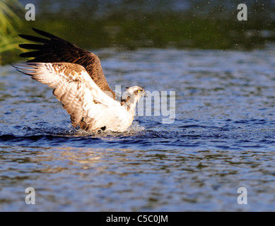 Fischadler Pandion Haliaetus um eine Auseinandersetzung mit einer großen Forelle, Spey Tal, Schottland Stockfoto