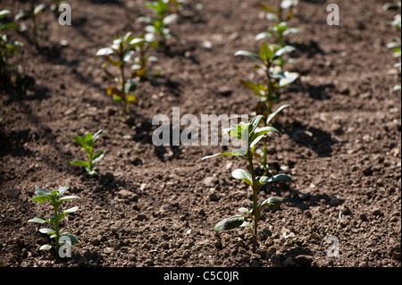 "Young Antirrhinum Gewächshauspflanzen" Stockfoto