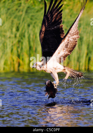 Fischadler Pandion Haliaetus mit großen Forellen in Krallen, Spey Tal, Schottland Stockfoto