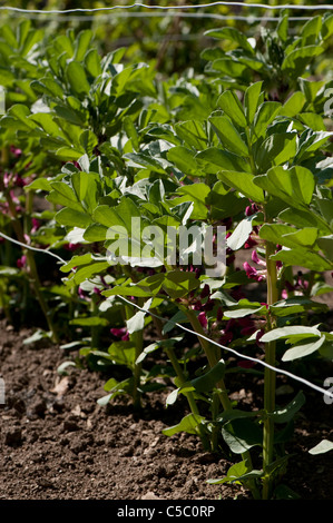 Saubohne 'Crimson blühenden' oder 'Rot blühenden' in Blüte Stockfoto