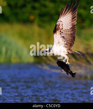 Fischadler Pandion Haliaetus mit großen Forellen in Krallen, Spey Tal, Schottland Stockfoto