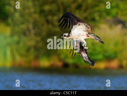 Fischadler Pandion Haliaetus mit großen Forellen in Krallen, Spey Tal, Schottland Stockfoto