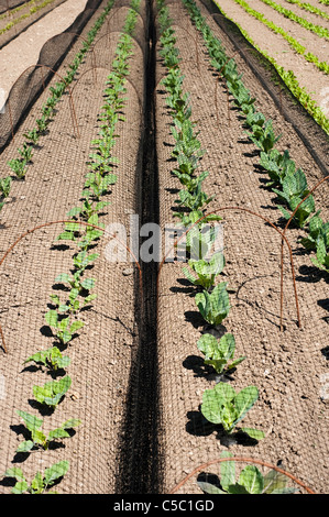 Reihen von Kohl, Brassica Oleracea Capitata - einschließlich "Primo" und "Greyhound" - The Lost Gardens of Heligan wächst Stockfoto