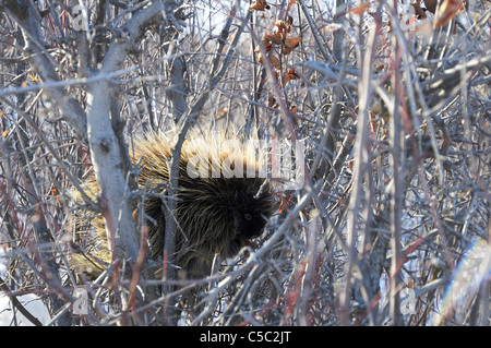 Ein Stachelschwein befindet sich in einem tief liegenden Baum langsam essen die Rinde der Zweige im Winter in Saskatchewan, Kanada. Stockfoto