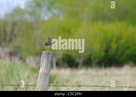 Ein Wilson's Schnepfen Gallinago Delicata, thront auf einem Zaunpfahl in einem provinziellen Park in Saskatchewan, Kanada. Stockfoto