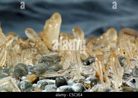 Sumpfgras am Rande eines Teiches Salzwasser eingefroren Stockfoto