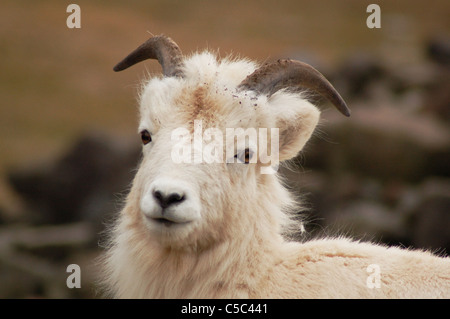 Eine junge der Dallschafe Ram schaut in die Kamera nach dem Graben in der Erde mit den Hörnern. Stockfoto