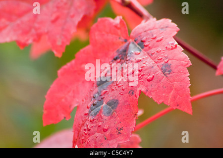 Nahaufnahme des rot-Ahorn Blätter, Herbst, Nova Scotia, Kanada. Stockfoto