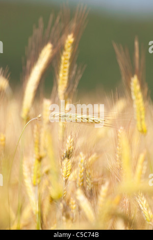 Nahaufnahme von Gerste in einem Feld reif für die Ernte Stockfoto