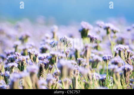 Landwirtschaft - Großaufnahme einer Phacelia Blume in ein Feld mit blauem Himmel Stockfoto