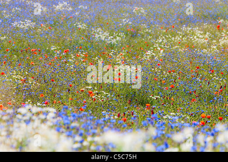 Fülle von blühenden Wildblumen auf der Wiese im Frühling
