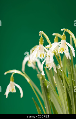 Schneeglöckchen-Blumen Stockfoto