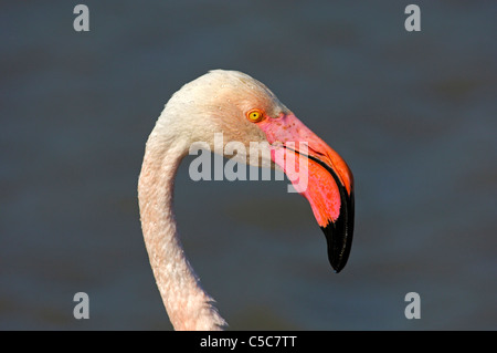 Porträt von einem größeren Flamingo Phoenicopterus Roseus, Camargue, Frankreich Stockfoto
