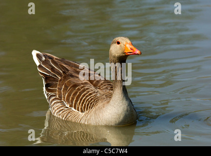 Graugans oder Graylag Gans (Anser Anser), Camargue, Frankreich Stockfoto