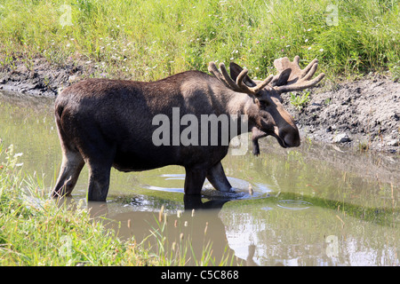 Großer Elch stehend im Wasser Stockfoto
