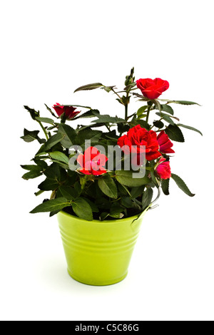 Frische Mini rote Rosen im grünen Eimer Stockfoto