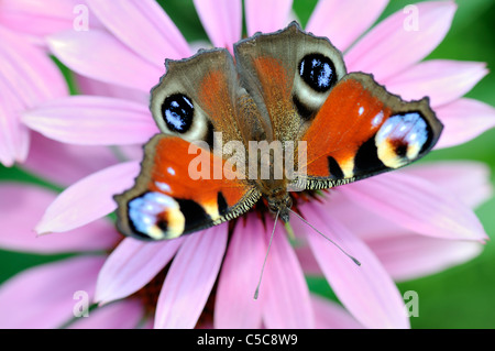 Tagpfauenauge (Inachis Io) auf violetten Blüten. Stockfoto