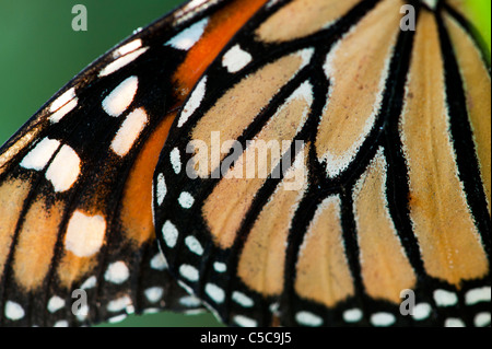 Danaus Plexippus. Monarch-Schmetterling Flügelmuster Stockfoto