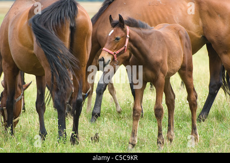 Ein Fohlen mit einer Herde von Pferden auf einer Weide Stockfoto