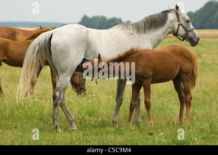 Eine Stute und Fohlen auf der Weide Stockfoto