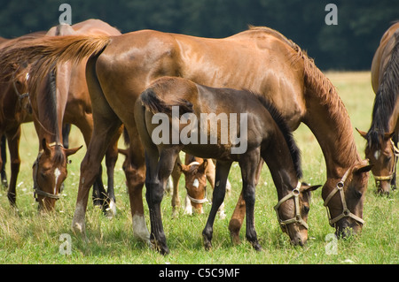 Eine Stute und Fohlen auf der Weide Stockfoto